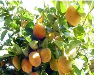 How to Grow Healthy Persimmon Trees (Suitable Growth Conditions and Care Techniques)0