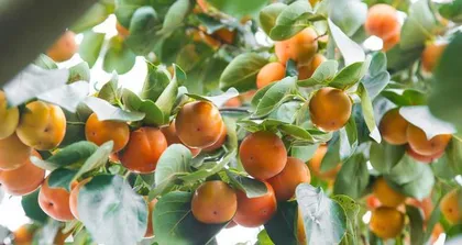 How to Grow Healthy Persimmon Trees (Suitable Growth Conditions and Care Techniques)1
