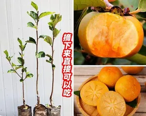 How to Grow Healthy Persimmon Trees (Suitable Growth Conditions and Care Techniques)2