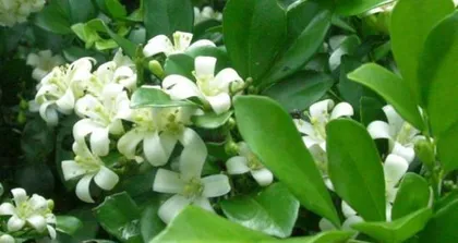 Causes and Solutions for Orange Jasmine
