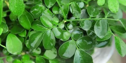 Causes and Solutions for Orange Jasmine