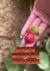 Growth characteristics and planting techniques of strawberry seedlings (strawberry seedlings that are replaced once a year, how to care for them?)0