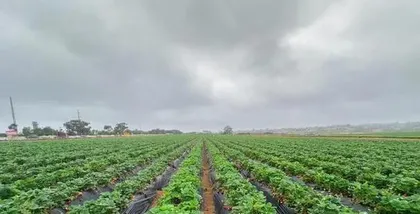 Growth characteristics and planting techniques of strawberry seedlings (strawberry seedlings that are replaced once a year, how to care for them?)1