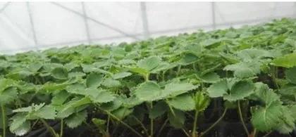 Growth characteristics and planting techniques of strawberry seedlings (strawberry seedlings that are replaced once a year, how to care for them?)2