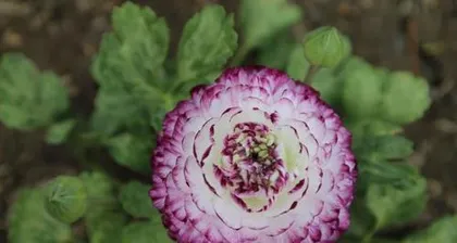 如何养护花毛茛（打造长盛不衰的花园瑰宝）2