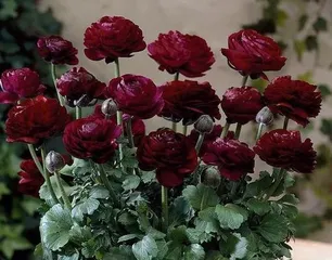 如何养护花毛茛（打造长盛不衰的花园瑰宝）3