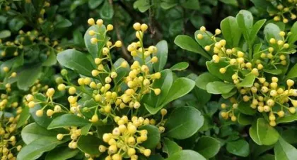 如何养护管理米兰花期（打造美丽的花园，从养护米兰花期开始）1