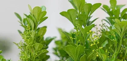 如何养护管理米兰花期（打造美丽的花园，从养护米兰花期开始）2