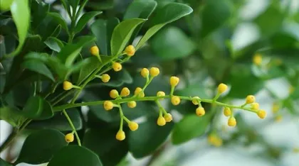 如何养护管理米兰花期（打造美丽的花园，从养护米兰花期开始）3