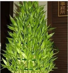 Soil Cultivation Methods and Techniques for Lucky Bamboo (Soil Formula and Care Tips for Indoor Lucky Bamboo) 1