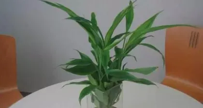 Soil Cultivation Methods and Techniques for Lucky Bamboo (Soil Formula and Care Tips for Indoor Lucky Bamboo) 2