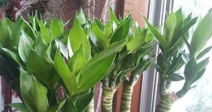 Soil Cultivation Methods and Techniques for Lucky Bamboo (Soil Formula and Care Tips for Indoor Lucky Bamboo) 3