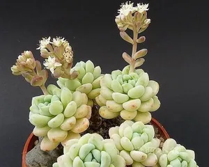 Cultivation and Care of Water Lilies (Creating a Home Aquatic Garden, Paying Attention to the Growth of Water Lilies) 1