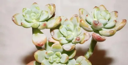 Cultivation and Care of Water Lilies (Creating a Home Aquatic Garden, Paying Attention to the Growth of Water Lilies) 2