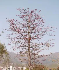 Exploring tree species similar to the kapok tree (From morphology to distribution, what similarities do these trees have with the kapok tree?) 1