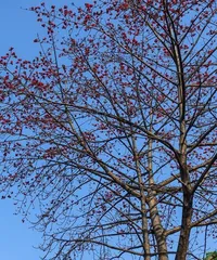 Exploring tree species similar to the kapok tree (From morphology to distribution, what similarities do these trees have with the kapok tree?) 2