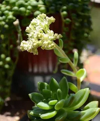 Cultivation and Care of Water Lilies (Creating a Home Aquatic Garden, Paying Attention to the Growth of Water Lilies) 3