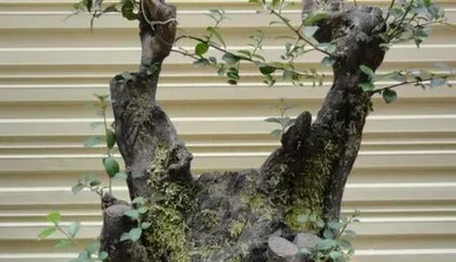 Repotting Time and Care Methods for Diospyros cathayensis (Secrets and Tips for Cultivating High-Quality Diospyros cathayensis) 1