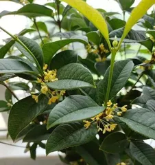Watering Tips - How to Scientifically Water and Care for Osmanthus (Master Watering Frequency for Healthy Growth) 1