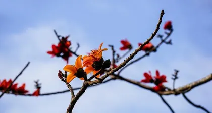 Exploring tree species similar to the kapok tree (From morphology to distribution, what similarities do these trees have with the kapok tree?) 3