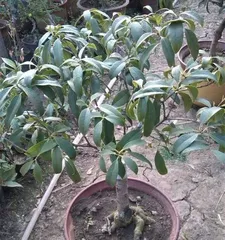 Watering Tips - How to Scientifically Water and Care for Osmanthus (Master Watering Frequency for Healthy Growth) 2