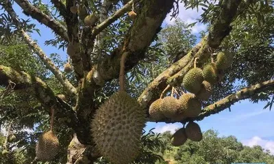 Watering Tips - How to Scientifically Water and Care for Osmanthus (Master Watering Frequency for Healthy Growth) 3