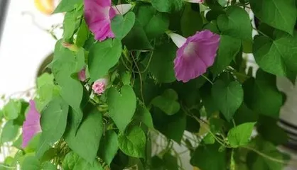 You can also grow morning glories at home to create a beautiful yard! (How to choose varieties, soil, maintenance and propagation, become a home gardening expert)1