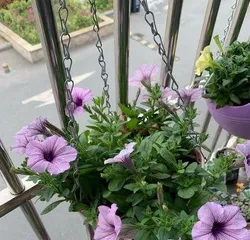 You can also grow morning glories at home to create a beautiful yard! (How to choose varieties, soil, maintenance and propagation, become a home gardening expert)2