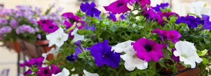 You can also grow morning glories at home to create a beautiful yard! (How to choose varieties, soil, maintenance and propagation, become a home gardening expert)3