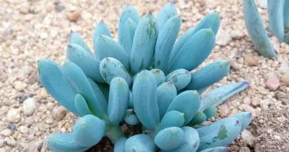 Growth and Care of Summer-Growing Succulents (Exploring the growth environment, care techniques, and disease prevention of summer-growing succulents) 1