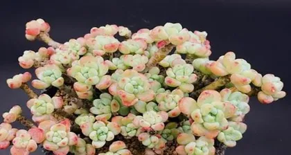 Growth and Care of Summer-Growing Succulents (Exploring the growth environment, care techniques, and disease prevention of summer-growing succulents) 2