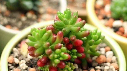 Growth and Care of Summer-Growing Succulents (Exploring the growth environment, care techniques, and disease prevention of summer-growing succulents) 3