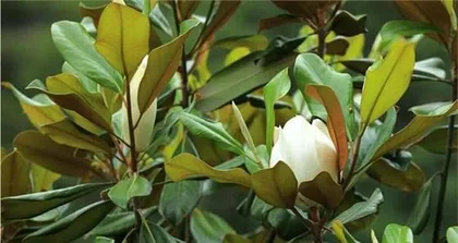 Southern Magnolia is not a deciduous plant - a common ornamental plant1