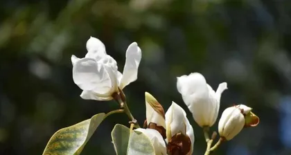 Southern Magnolia is not a deciduous plant - a common ornamental plant2
