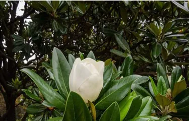 Southern Magnolia is not a deciduous plant - a common ornamental plant3