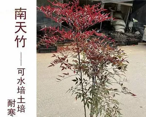 Cultivation and Maintenance of Old Nandina Domestica Trunks (Cultivation Techniques for Old Nandina Domestica Trunks Based on Ecological Farming) 1