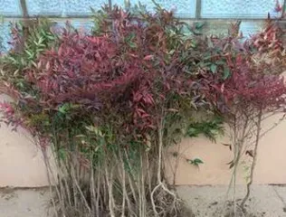 Cultivation and Maintenance of Old Nandina Domestica Trunks (Cultivation Techniques for Old Nandina Domestica Trunks Based on Ecological Farming) 2