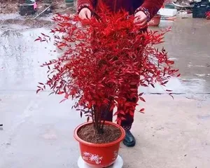 Cultivation and Maintenance of Old Nandina Domestica Trunks (Cultivation Techniques for Old Nandina Domestica Trunks Based on Ecological Farming) 3