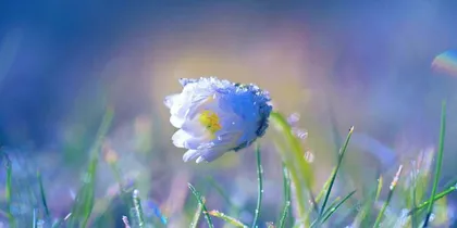 Aquarius Flower Care Guide (Exploring Flowers Suitable for Aquarius and Care Tips) 1