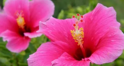 Aquarius Flower Care Guide (Exploring Flowers Suitable for Aquarius and Care Tips) 2