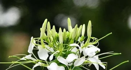 Aquarius Flower Care Guide (Exploring Flowers Suitable for Aquarius and Care Tips) 3