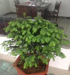 Pruning Techniques for Yew Bonsai (Create an Enchanting Bonsai, Bring Vitality to the Yew) 1