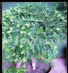 Pruning Techniques for Yew Bonsai (Create an Enchanting Bonsai, Bring Vitality to the Yew) 2