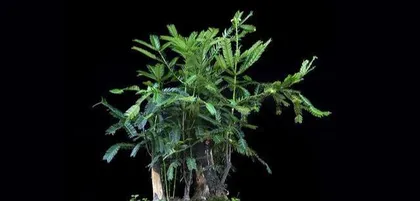 Pruning Techniques for Yew Bonsai (Create an Enchanting Bonsai, Bring Vitality to the Yew) 3