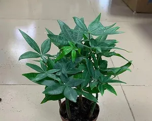 Money Tree Growing Guide (Methods, Precautions and Care Tips) 1