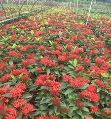 Toxicity and Indoor Cultivation of Ixora chinensis (How toxic is it? How to care for it correctly?) 1