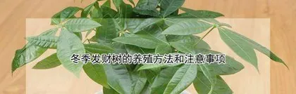 Money Tree Growing Guide (Methods, Precautions and Care Tips) 2