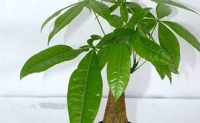 Money Tree Growing Guide (Methods, Precautions and Care Tips) 3