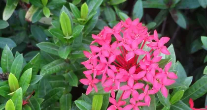 Toxicity and Indoor Cultivation of Ixora chinensis (How toxic is it? How to care for it correctly?) 2