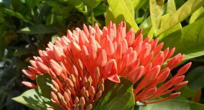 Toxicity and Indoor Cultivation of Ixora chinensis (How toxic is it? How to care for it correctly?) 3